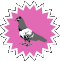 pigeon